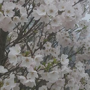 Meet your Posher, Marjorie